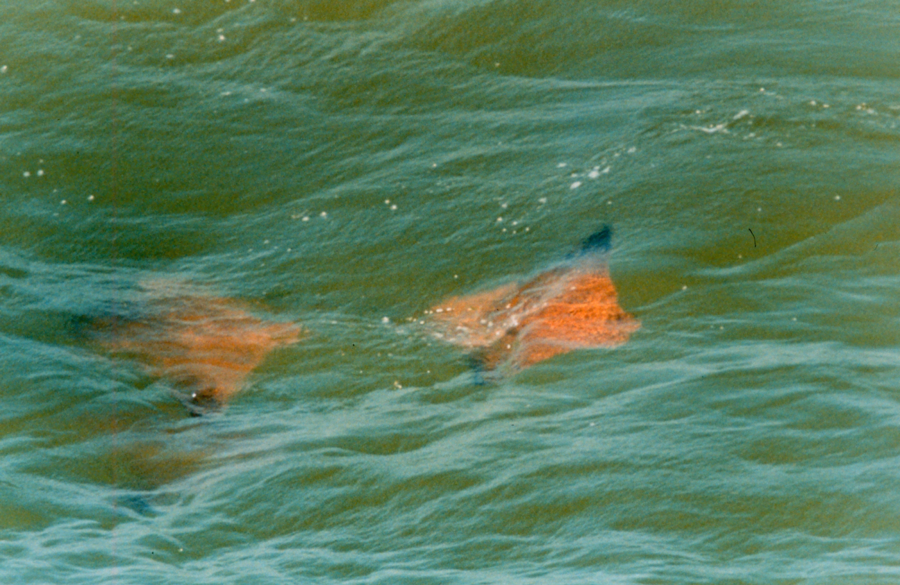 Schools of Cow-nosed Rays - Rhinoptera bonasus - are a familiar sight in the Chesapeake Bay (Image credit: Mary Hollinger) Schools of Cow-nosed Rays - Rhinoptera bonasus - are a familiar sight in the Chesapeake Bay