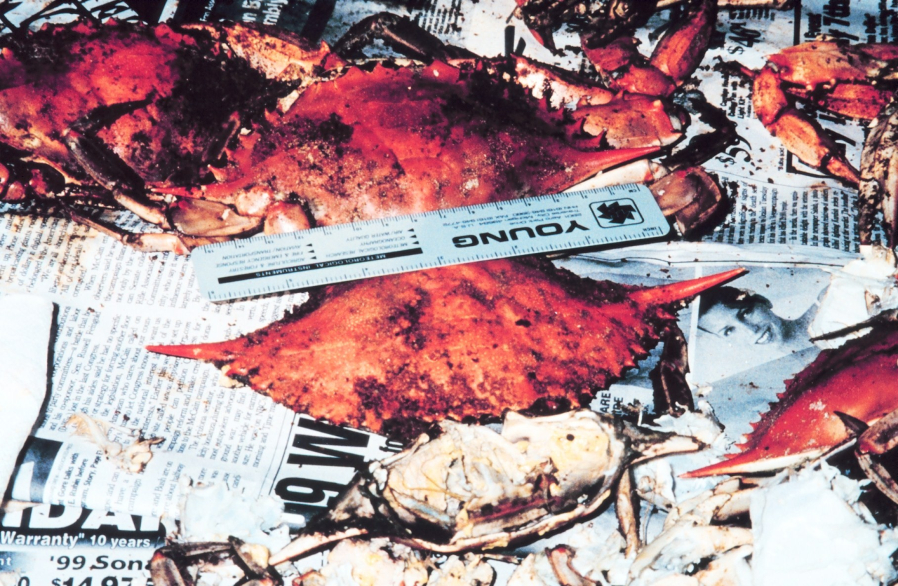 Although few blue crabs in 1999, some grew to large size (Image credit: Mary Hollinger) Although few blue crabs in 1999, some grew to large size
