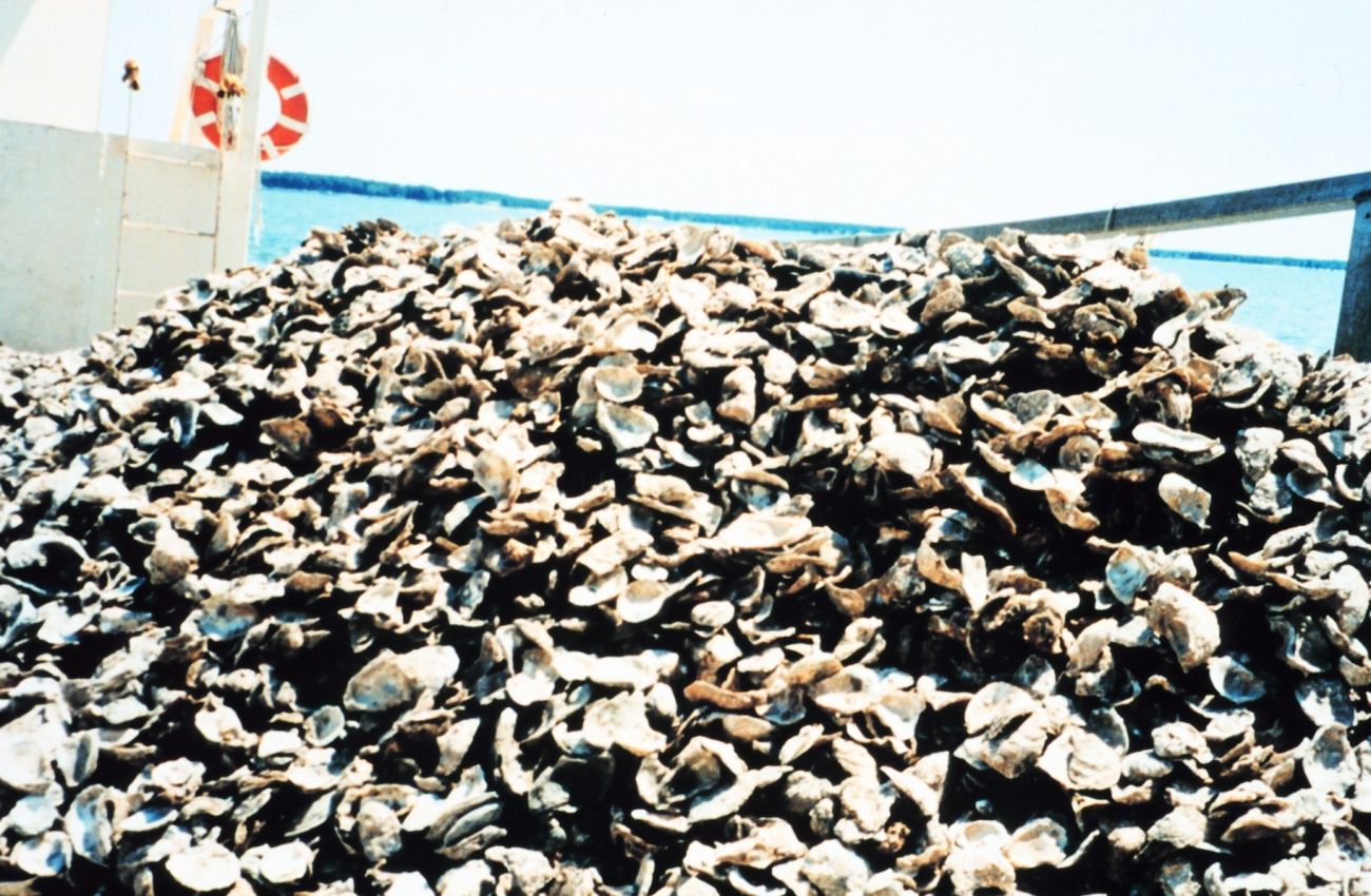 Shells containing oyster spat raised by the Oyster Recovery Partnership arepiled up waiting to be moved to a permanent oyster bed off of the Severn River (Image credit: Mary Hollinger) Shells containing oyster spat raised by the Oyster Recovery Partnership arepiled up waiting to be moved to a permanent oyster bed off of the Severn River
