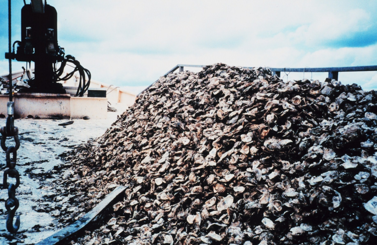 Shells containing oyster spat raised by the Oyster Recovery Partnership arepiled up waiting to be moved to a permanent oyster bed off of the Severn River (Image credit: Mary Hollinger) Shells containing oyster spat raised by the Oyster Recovery Partnership arepiled up waiting to be moved to a permanent oyster bed off of the Severn River