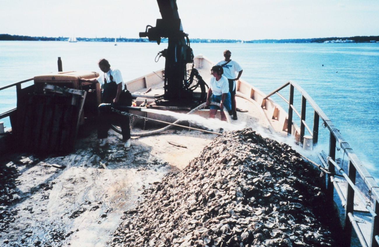 A firehose is employed by the Captain of the ROBERT LEE to spread oyster spatreared by the Oyster Recovery Partnership (Image credit: Mary Hollinger) A firehose is employed by the Captain of the ROBERT LEE to spread oyster spatreared by the Oyster Recovery Partnership