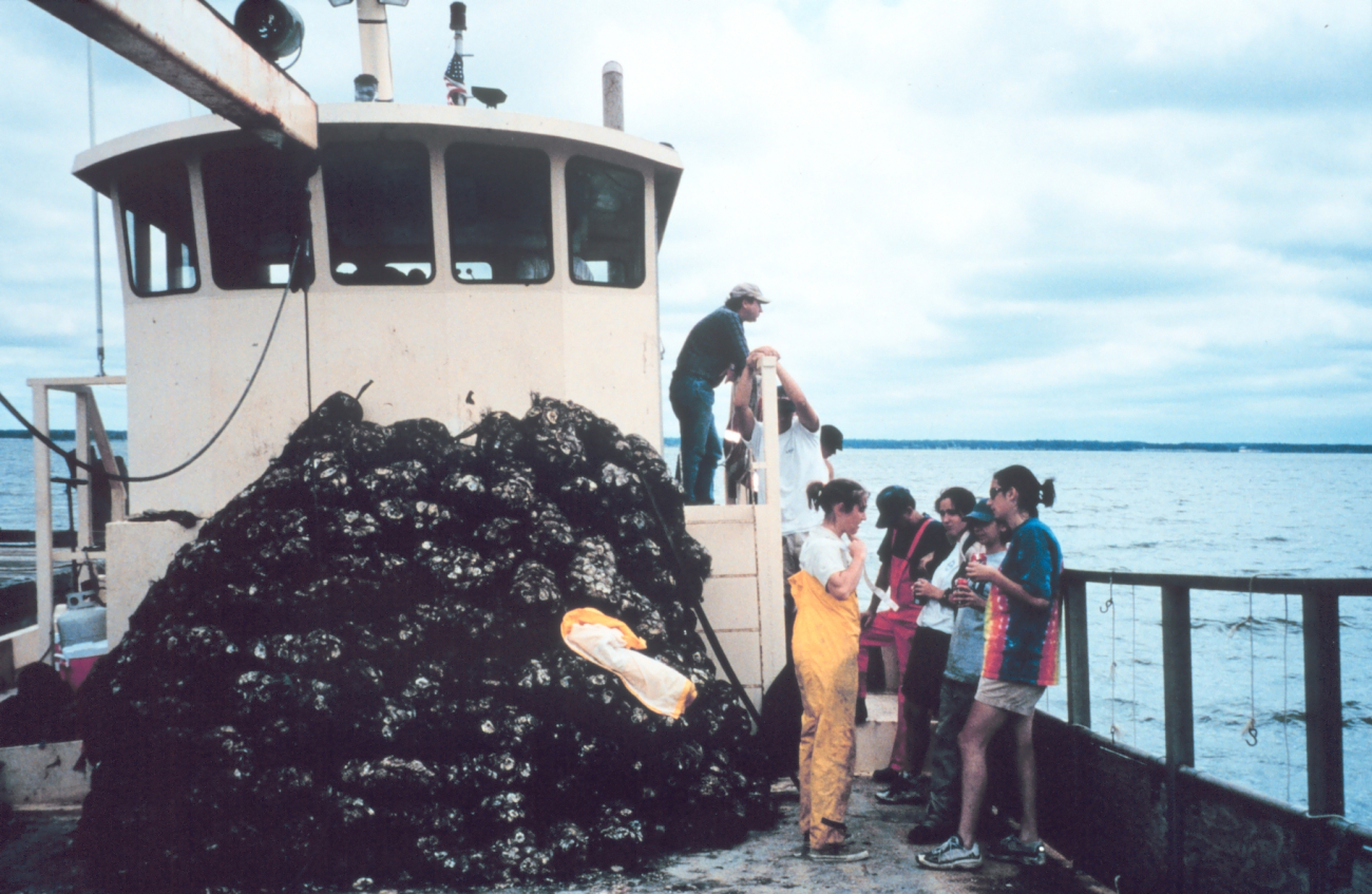 Volunteers assist the Oyster Recovery Partnership in their effort to transplant oyster spat before the population is decimated by the Stylochus flatworm (Image credit: Mary Hollinger) Volunteers assist the Oyster Recovery Partnership in their effort to transplant oyster spat before the population is decimated by the Stylochus flatworm