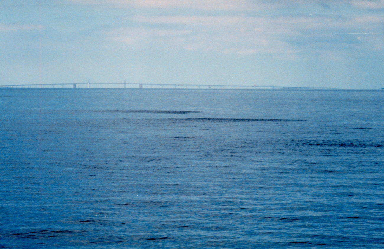 Several schools of Alewives, or bait fish, can be seen breaking the surface ona calm Chesapeake Bay day (Image credit: Mary Hollinger) Several schools of Alewives, or bait fish, can be seen breaking the surface ona calm Chesapeake Bay day