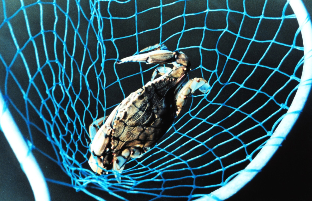 A Maryland Blue Crab, Callinectes sapidus, caught in a hand net (Image credit: Mary Hollinger) A Maryland Blue Crab, Callinectes sapidus, caught in a hand net