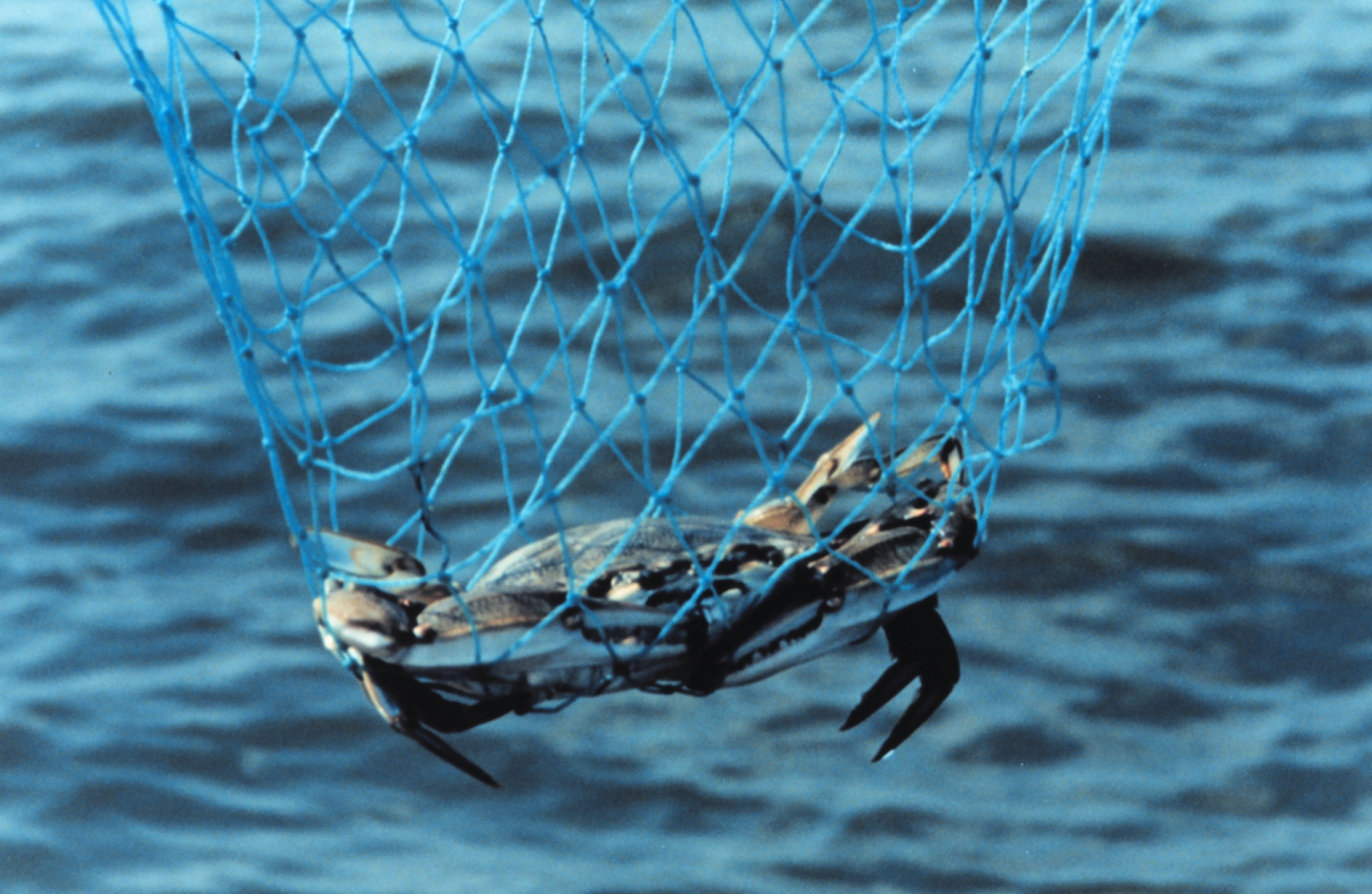 A Maryland Blue Crab, Callinectes sapidus, caught in a hand net (Image credit: Mary Hollinger) A Maryland Blue Crab, Callinectes sapidus, caught in a hand net