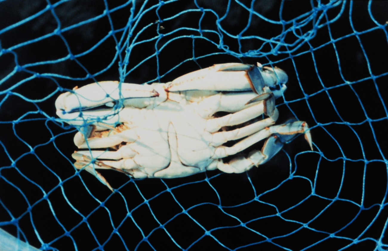 The sex of a blue crab is determined by the shape of the apron (Image credit: Mary Hollinger) The sex of a blue crab is determined by the shape of the apron