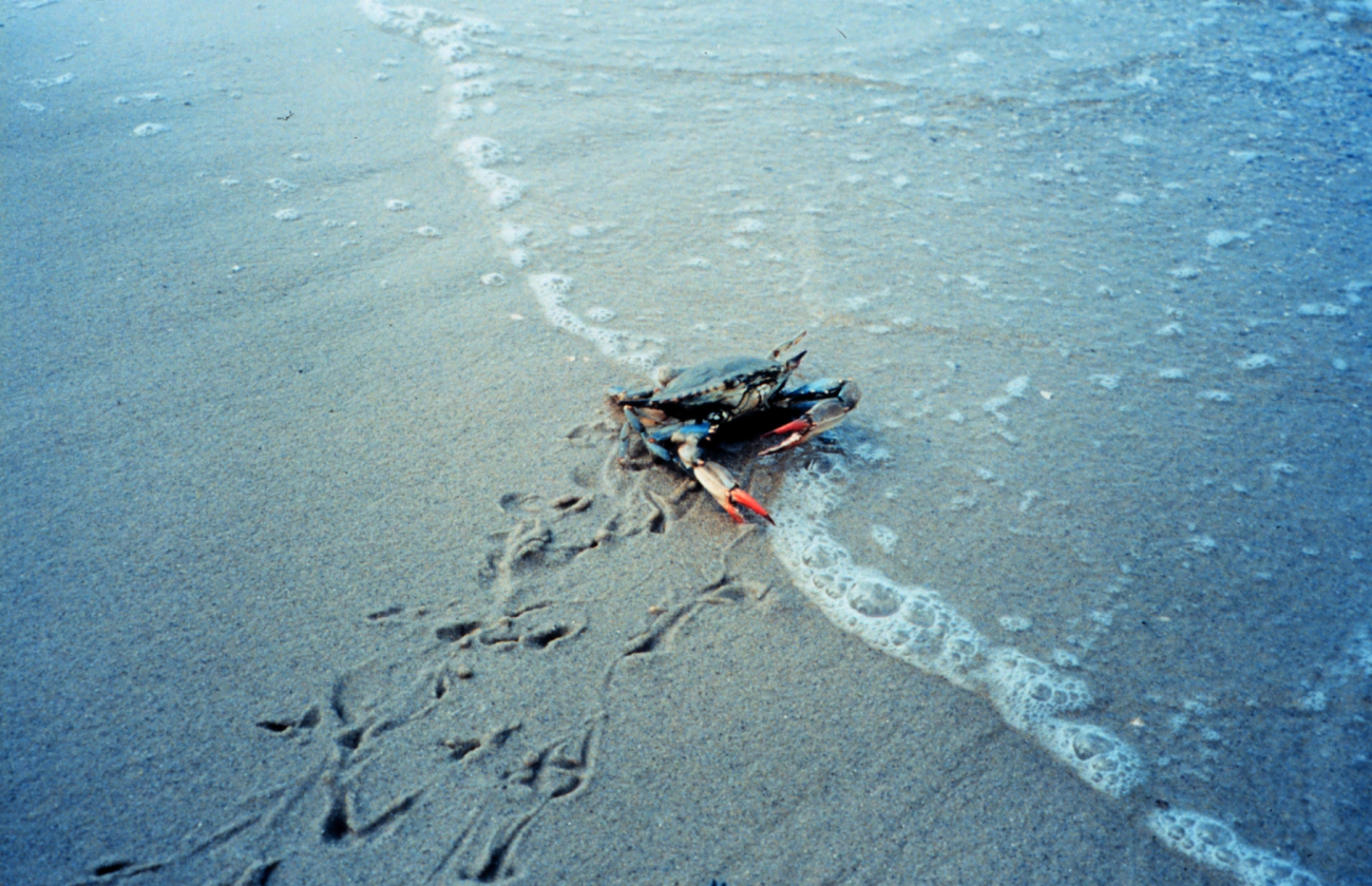 Female blue crab (Callinectes sapidus) on beach (Image credit: Mary Hollinger) Female blue crab (Callinectes sapidus) on beach