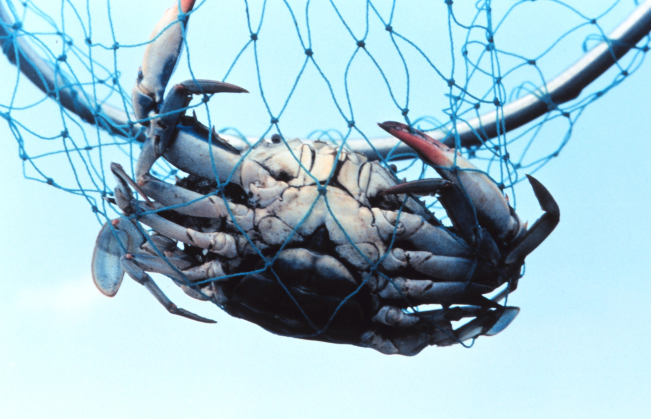 A mature female blue crab (Callinectes sapidus), known colloquially as a sook (Image credit: Mary Hollinger) A mature female blue crab (Callinectes sapidus), known colloquially as a sook