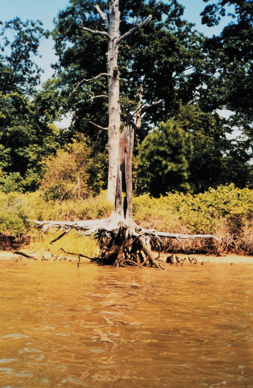Stump of a large tree still standing though roots exposed and out stretched (Image credit: Mary Hollinger) Stump of a large tree still standing though roots exposed and out stretched