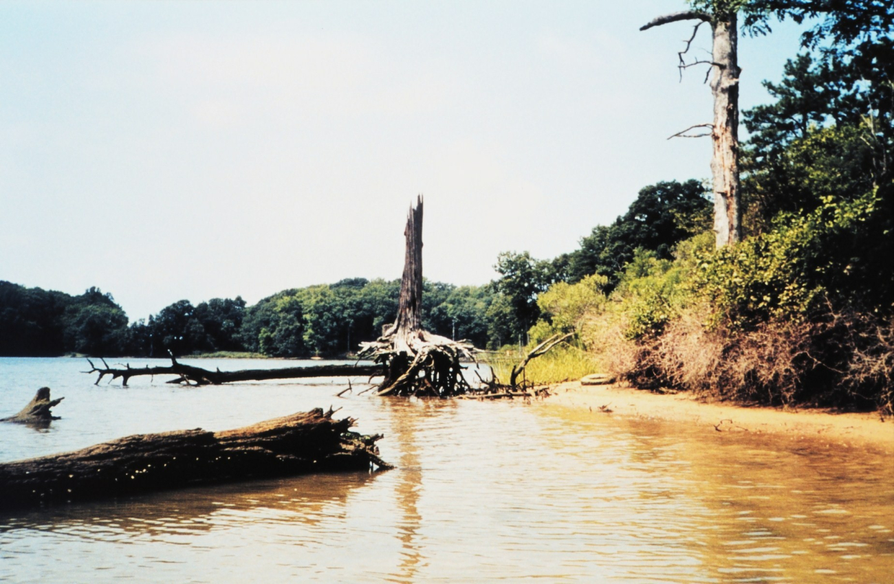 Stump of a large tree still standing though roots exposed and out stretched (Image credit: Mary Hollinger) Stump of a large tree still standing though roots exposed and out stretched