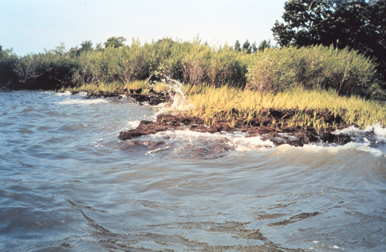 Like most areas in Chesapeake Bay, Wye Island suffers from the scourge of erosion as waves beat against the shoreline (Image credit: Mary Hollinger) Like most areas in Chesapeake Bay, Wye Island suffers from the scourge of erosion as waves beat against the shoreline