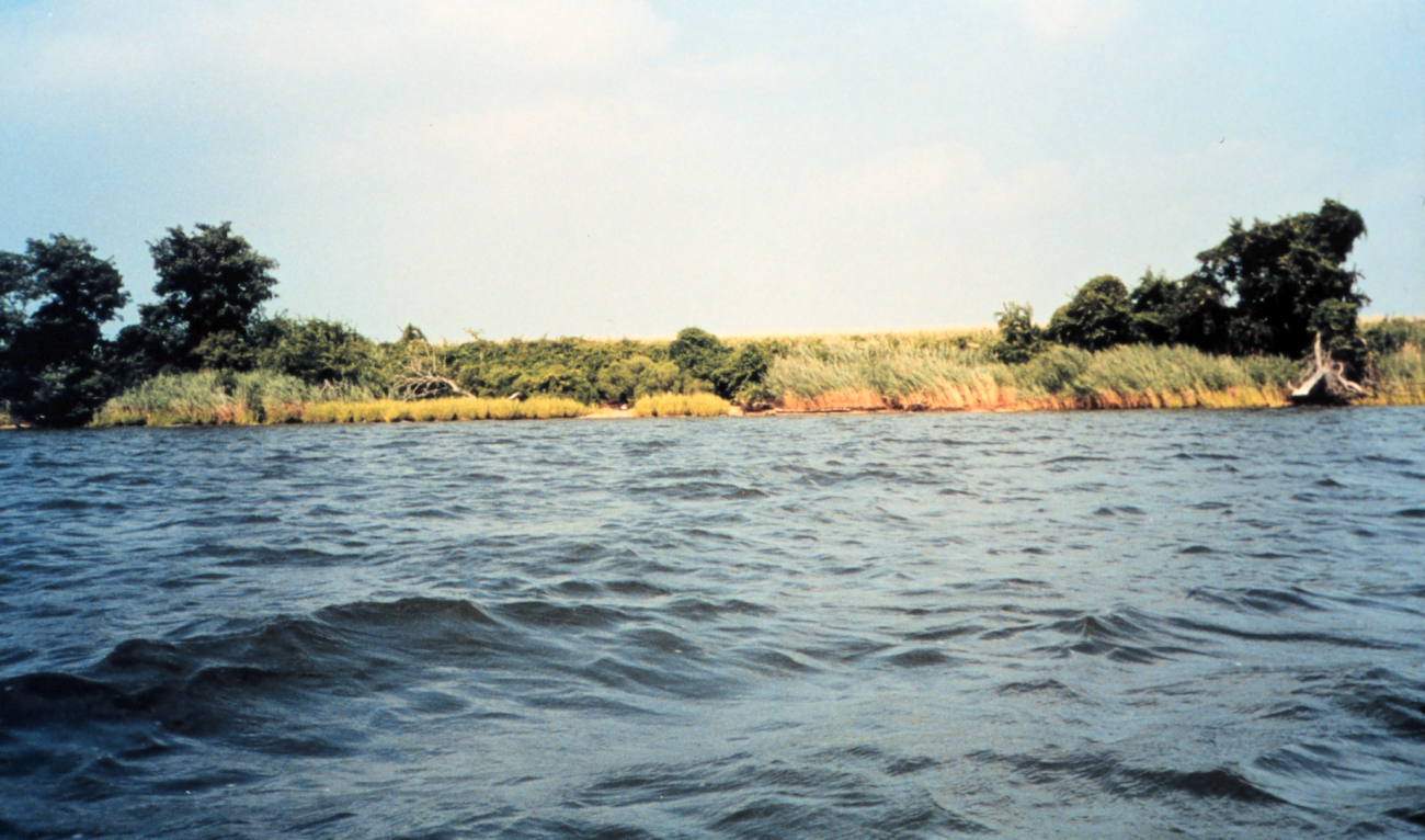 View of the Wye Island Natural Resources Area from the Wye River (Image credit: Mary Hollinger) View of the Wye Island Natural Resources Area from the Wye River