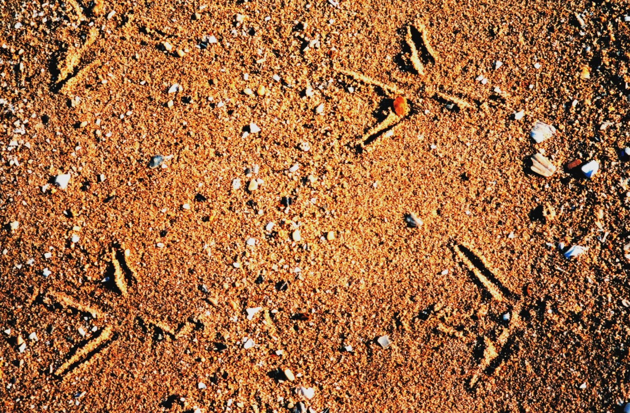 Footprints in the sand (Image credit: Mary Hollinger) Footprints in the sand