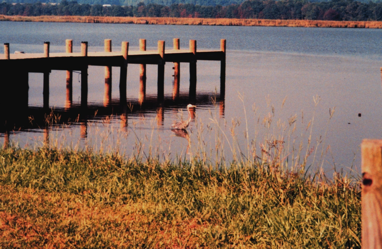 Great Blue Heron fishing along the Patuxent River (Image credit: Mary Hollinger) Great Blue Heron fishing along the Patuxent River