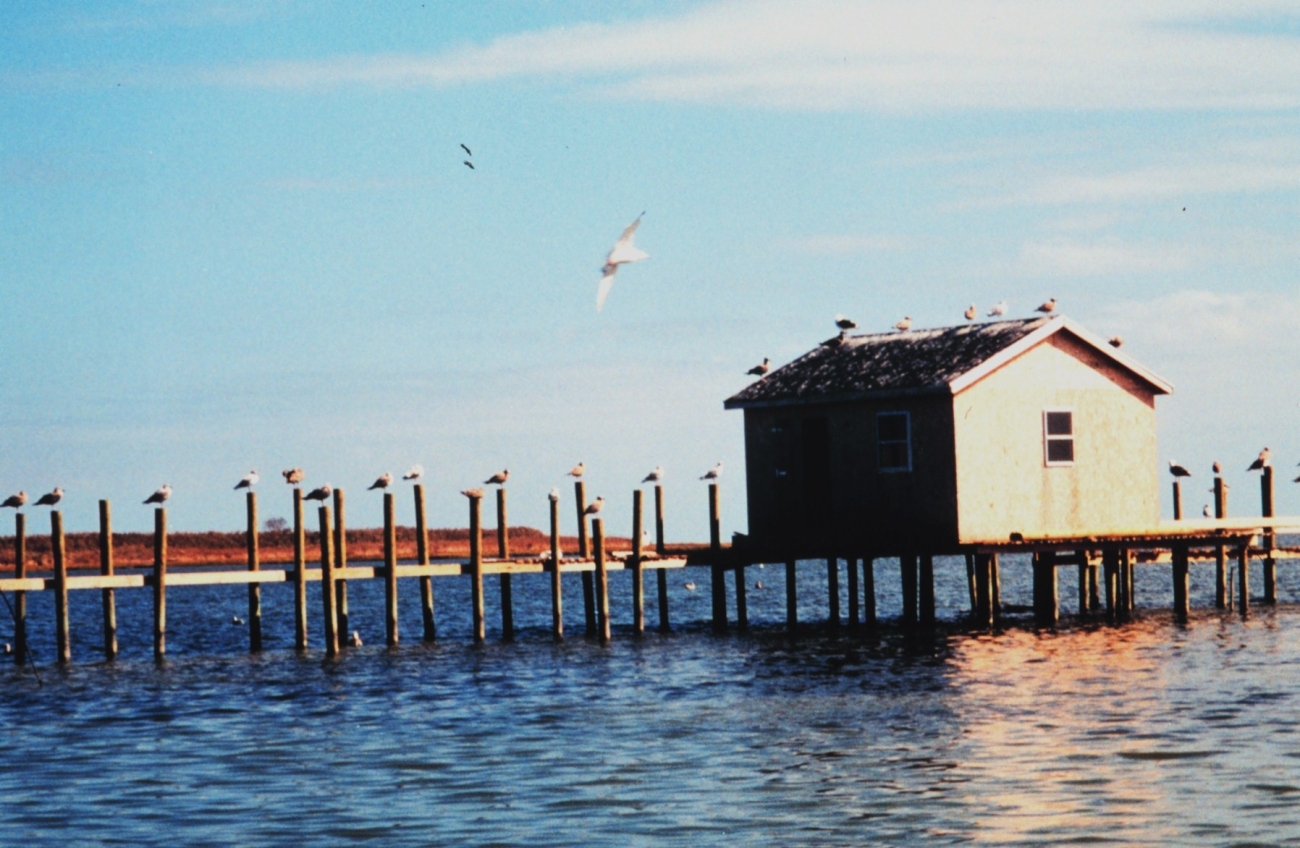 Seagulls occupying almost every piling along a Tangier Island waterman's dock (Image credit: Mary Hollinger) Seagulls occupying almost every piling along a Tangier Island waterman's dock