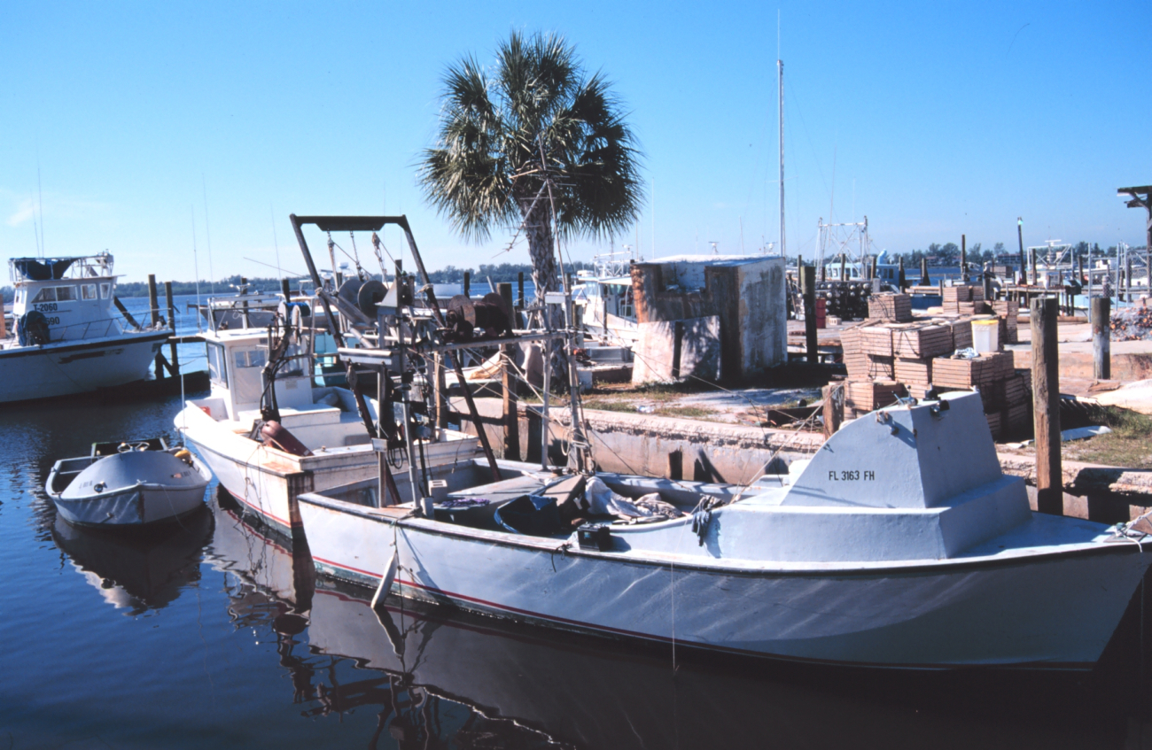 Shrimp, snapper, grouper, and stone crab fishing boats at A (Image credit: Mr. William Folsom) Shrimp, snapper, grouper, and stone crab fishing boats at A