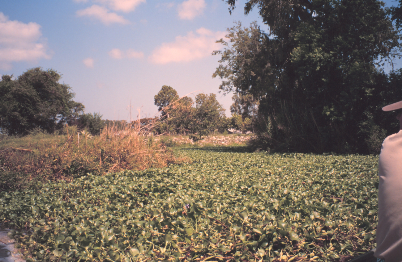 Water hyacinth, an exotic, filling a canal (Image credit: Dr. Terry McTigue) Water hyacinth, an exotic, filling a canal