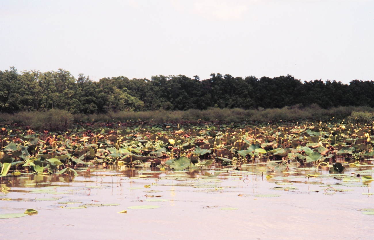 Lotus plants differ from water lilies in the shape of the leaves and the seedpods (Image credit: Dr. Terry McTigue) Lotus plants differ from water lilies in the shape of the leaves and the seedpods