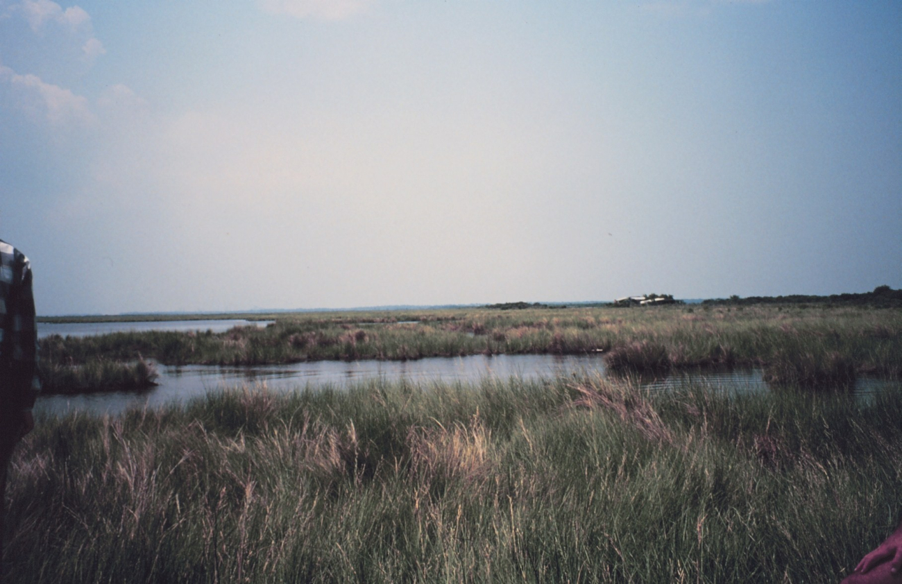 Broken marsh in Barataria Basin just west of the levee (Image credit: Dr. Terry McTigue) Broken marsh in Barataria Basin just west of the levee
