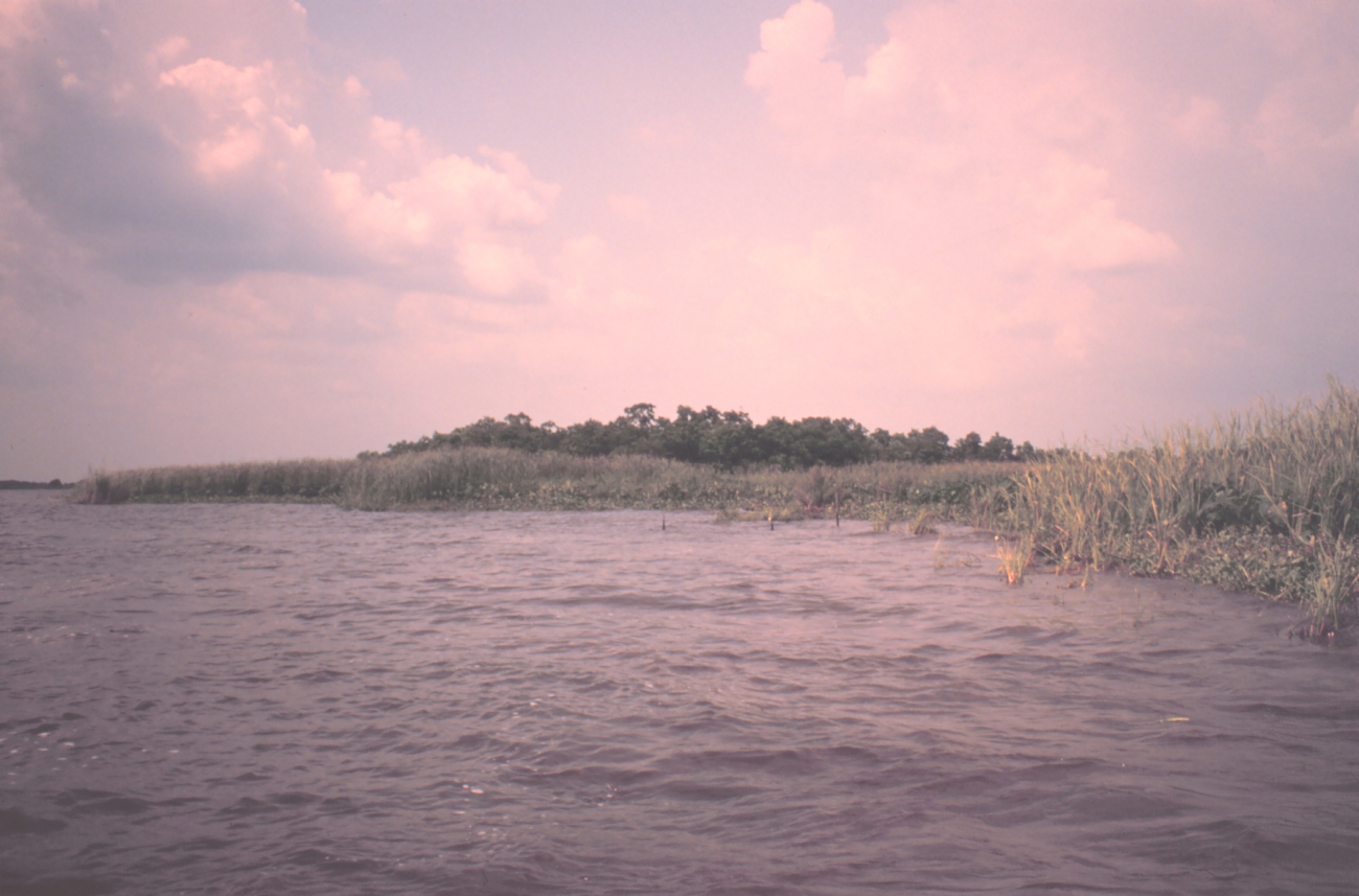 Marsh surrounding tree-covered hummock (Image credit: Dr. Terry McTigue) Marsh surrounding tree-covered hummock