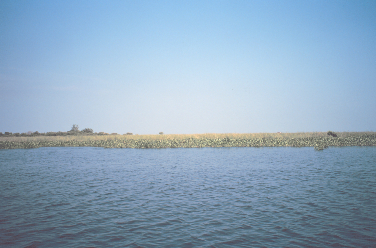 Marshland (Image credit: Dr. Terry McTigue) Marshland