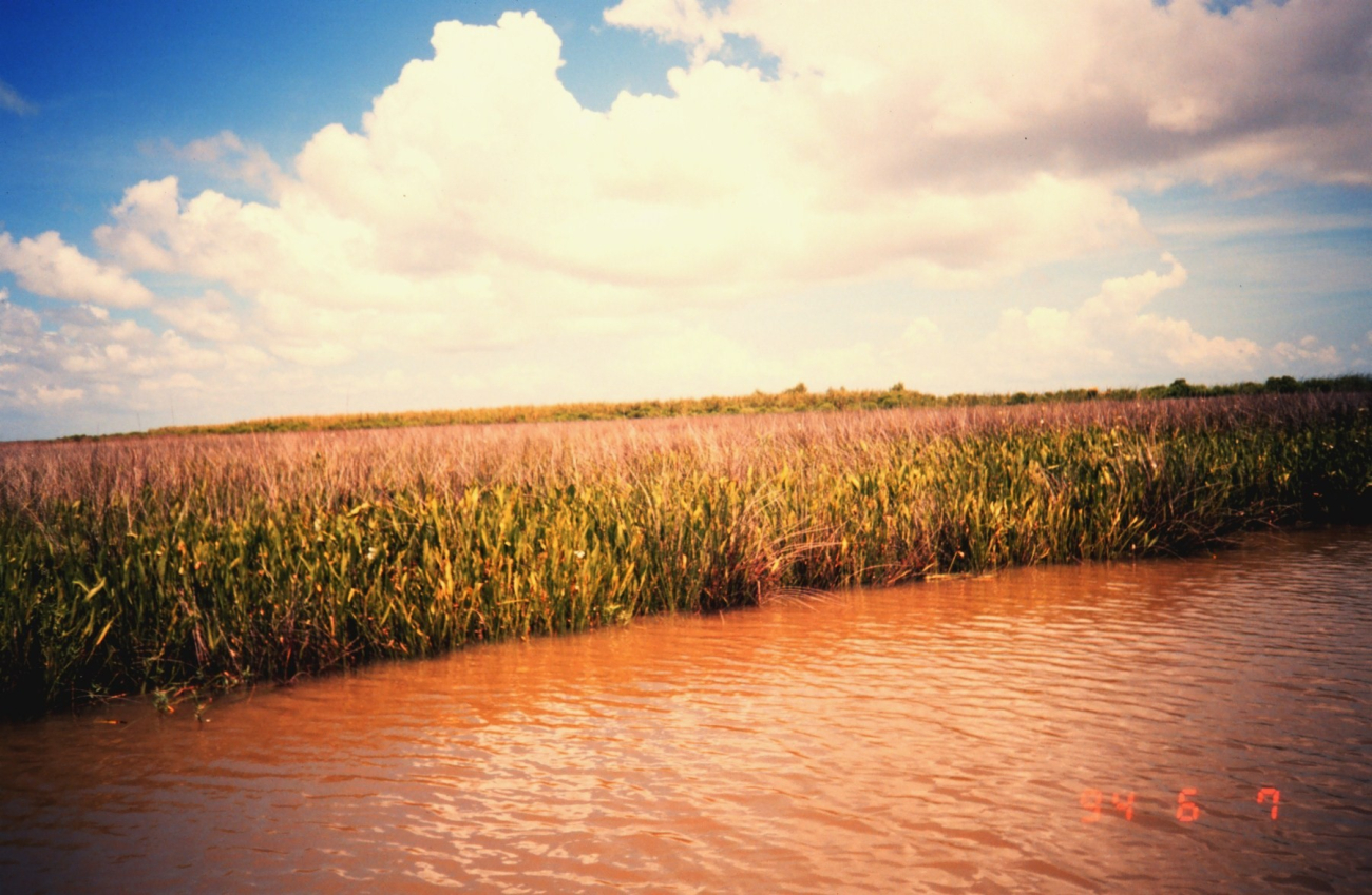 Marsh along a pond (Image credit: Dr. Terry McTigue) Marsh along a pond