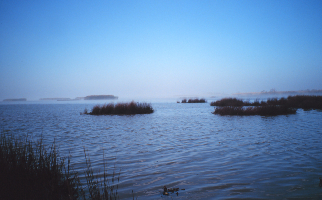 View from delta splay along Southwest Pass towards islands composed ofPhragmites, an exotic species commonly called roseau cane (Image credit: Dr. Terry McTigue) View from delta splay along Southwest Pass towards islands composed ofPhragmites, an exotic species commonly called roseau cane