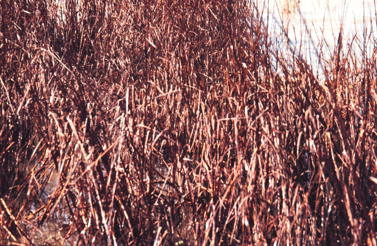 Oiled Spartina - a cordgrass common in coastal marshes (Image credit: Dr. Terry McTigue) Oiled Spartina - a cordgrass common in coastal marshes