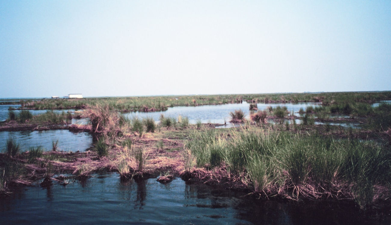 Deteriorating marsh - ponds increase in size as marsh disappears (Image credit: Dr. Terry McTigue) Deteriorating marsh - ponds increase in size as marsh disappears
