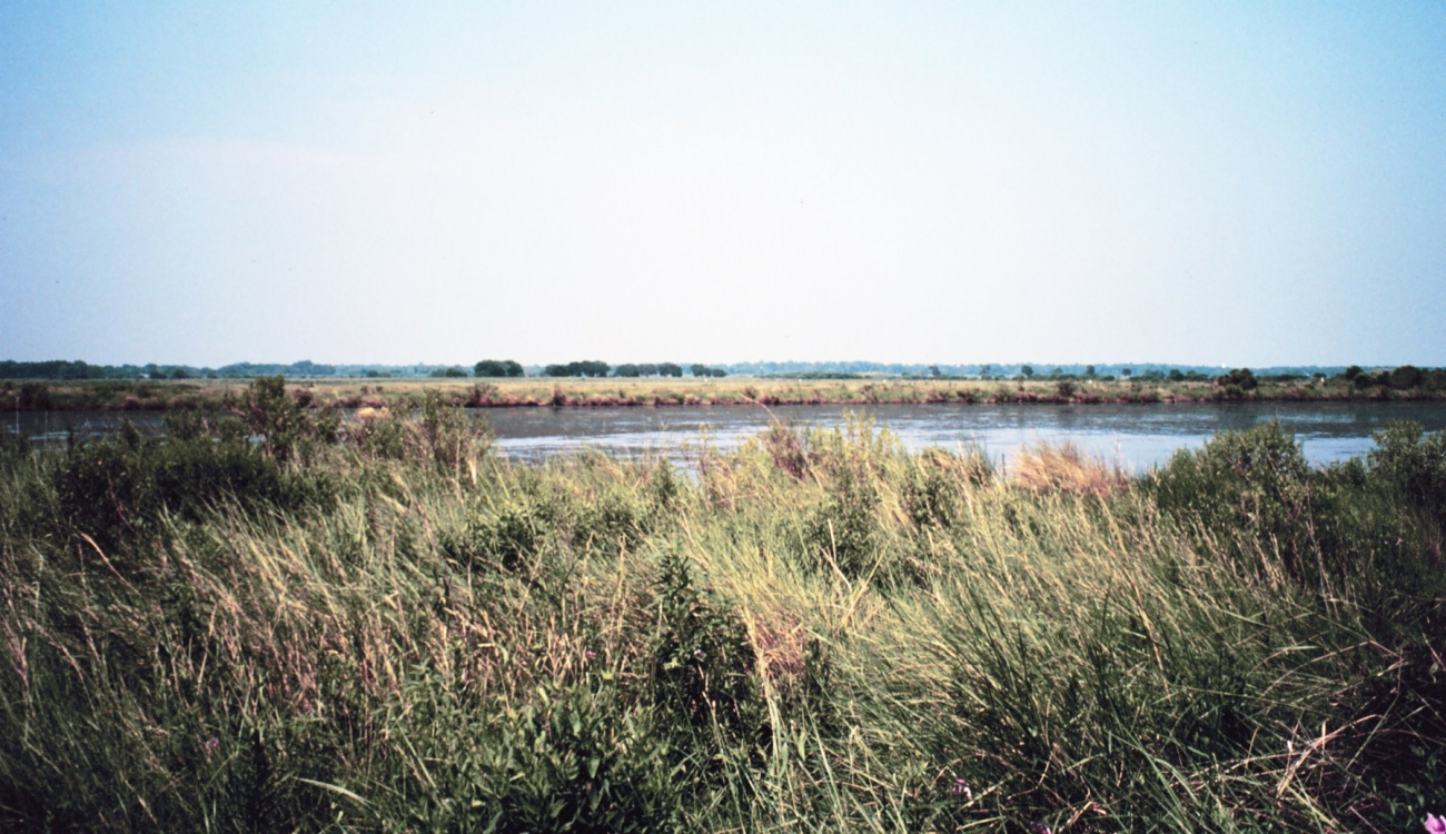 Open pond within mixed vegetation marsh (Image credit: Dr. Terry McTigue) Open pond within mixed vegetation marsh