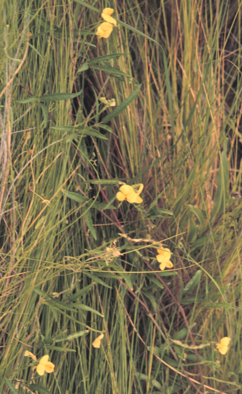 Deer pea is a common marsh plant that plays an important role in nitrogencycling (Image credit: Dr. Terry McTigue) Deer pea is a common marsh plant that plays an important role in nitrogencycling