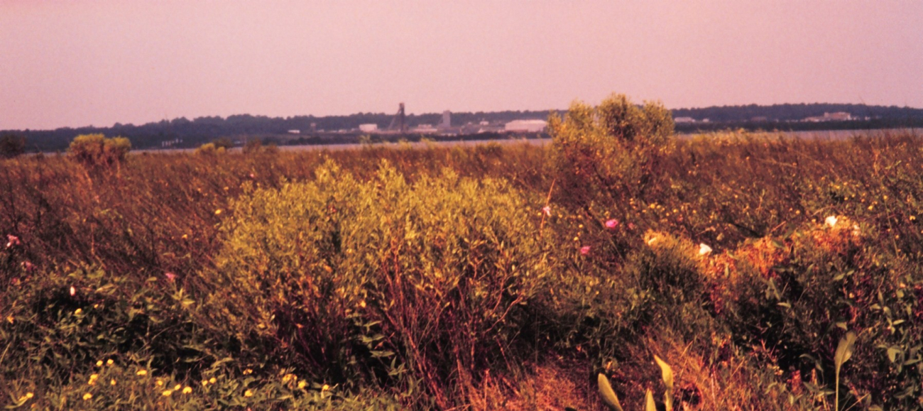 Large pink and white flowers are marsh mallows, a wild relative of hibiscus (Image credit: Dr. Terry McTigue) Large pink and white flowers are marsh mallows, a wild relative of hibiscus