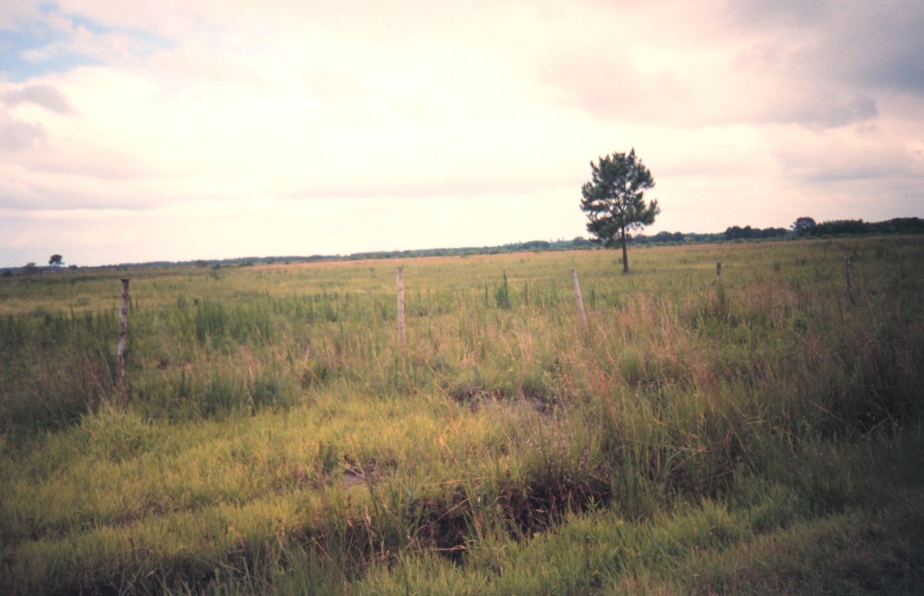Marsh land that has been converted to pasture by cutting canals, building levees, and pumping out water