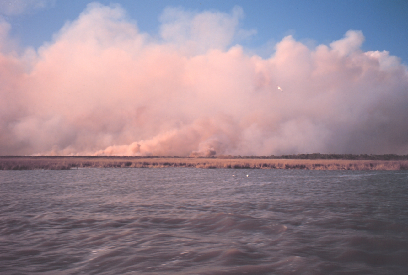 Controlled burn to enhance following year's growth of marsh vegetation (Image credit: Dr. Terry McTigue) Controlled burn to enhance following year's growth of marsh vegetation