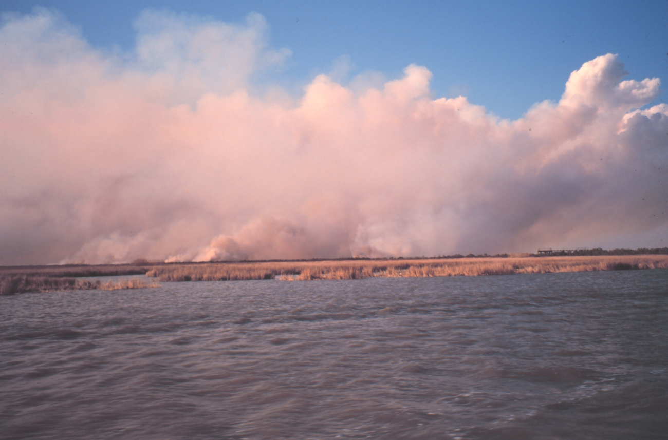 Controlled burn to enhance following year's growth of marsh vegetation (Image credit: Dr. Terry McTigue) Controlled burn to enhance following year's growth of marsh vegetation