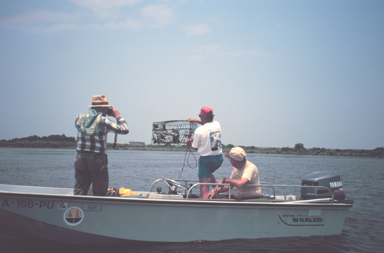 Louisiana Department of Natural Resources scientist observing crab catch (Image credit: Dr. Terry McTigue) Louisiana Department of Natural Resources scientist observing crab catch