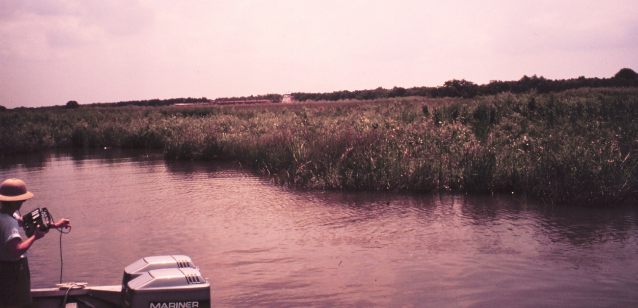 Fresh water marsh adjacent to Gulf Intracoastal Waterway