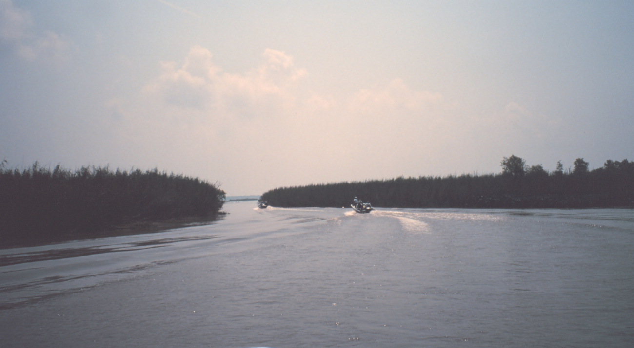 Boats moving through coastal bayou lined with Phragmites, commonly calledroseau cane (Image credit: Dr. Terry McTigue) Boats moving through coastal bayou lined with Phragmites, commonly calledroseau cane