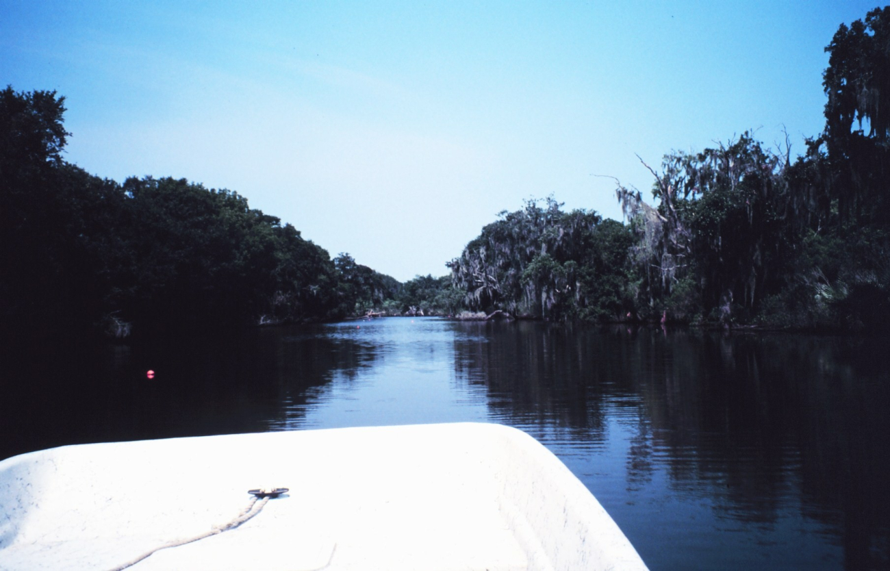 Live oak with spanish moss, a type of bromeliad related to pineapples along acanal south of New Orleans (Image credit: Dr. Terry McTigue) Live oak with spanish moss, a type of bromeliad related to pineapples along acanal south of New Orleans