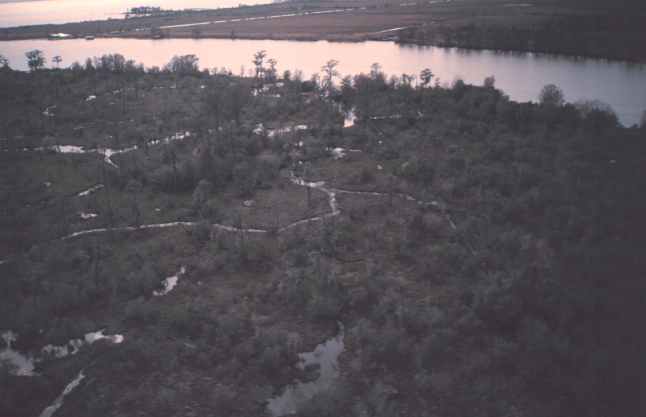 Cypress marsh at the edge of Lake Ponchartrain as seen from the air (Image credit: Dr. Terry McTigue) Cypress marsh at the edge of Lake Ponchartrain as seen from the air