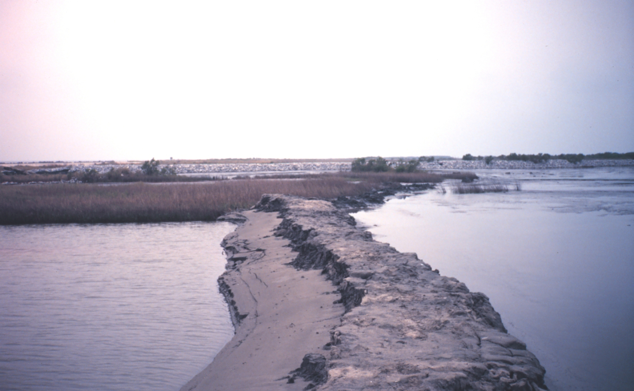 The Greenhill/East Timbalier dredged material inside of temporary levee to right -- dredged material dries to create new land (Image credit: Dr. Terry McTigue) The Greenhill/East Timbalier dredged material inside of temporary levee to right -- dredged material dries to create new land