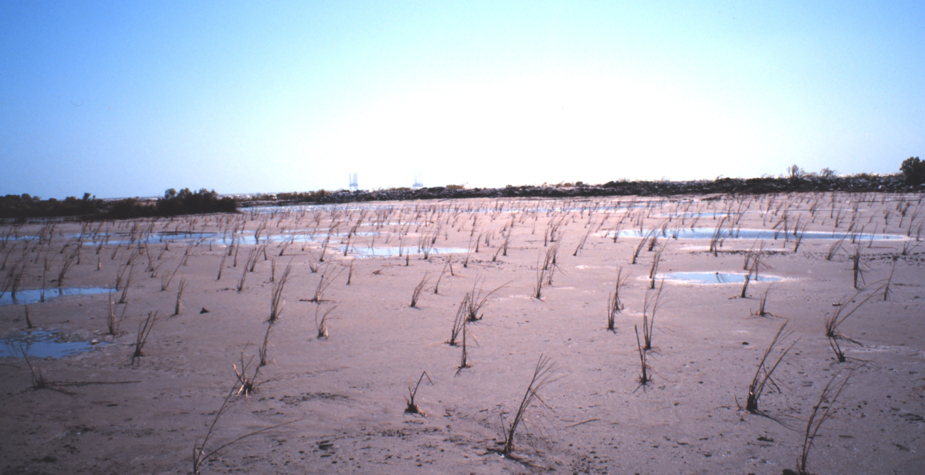 The Greenhill/East Timbalier newly created marsh with just planted Spartina alterniflora (Image credit: Dr. Terry McTigue) The Greenhill/East Timbalier newly created marsh with just planted Spartina alterniflora
