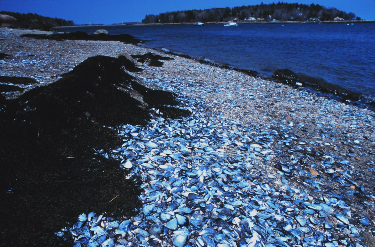 Rocks, seashells, sand, and seaweed