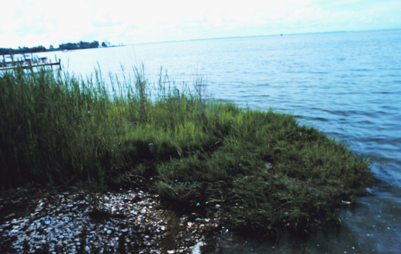 Grass, shells and docks along Tilghman Island (Image credit: Mr. William Folsom) Grass, shells and docks along Tilghman Island