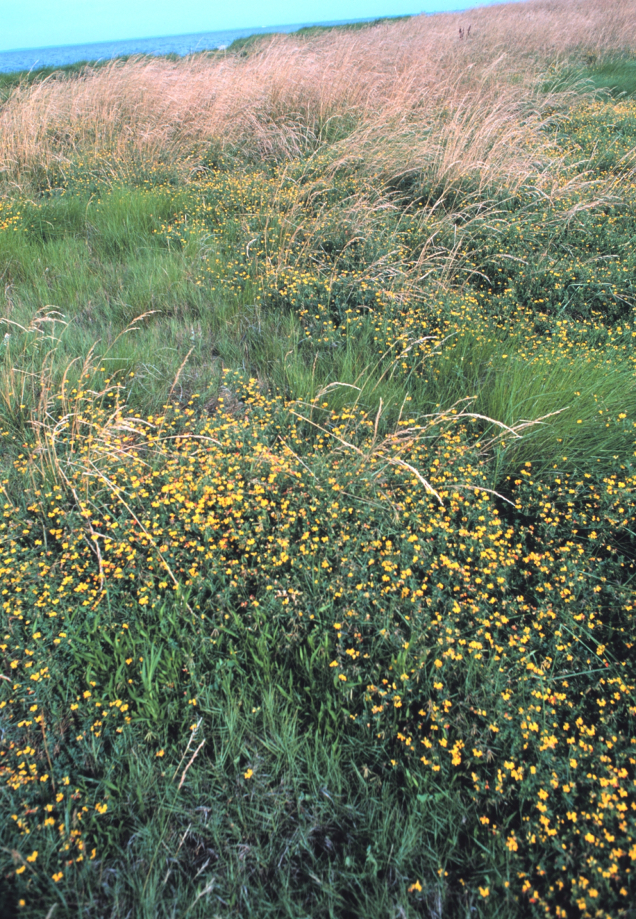 Flowers, grasses, and sea oats at the south end of Tilghman Island (Image credit: Mr. William Folsom) Flowers, grasses, and sea oats at the south end of Tilghman Island