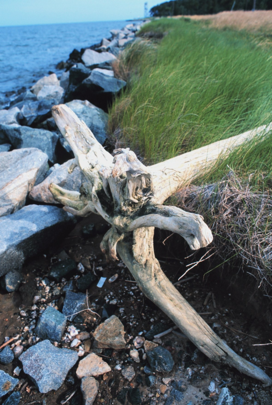Rock seawall to mitigate erosion and driftwood at the south end of TilghmanIsland (Image credit: Mr. William Folsom) Rock seawall to mitigate erosion and driftwood at the south end of TilghmanIsland
