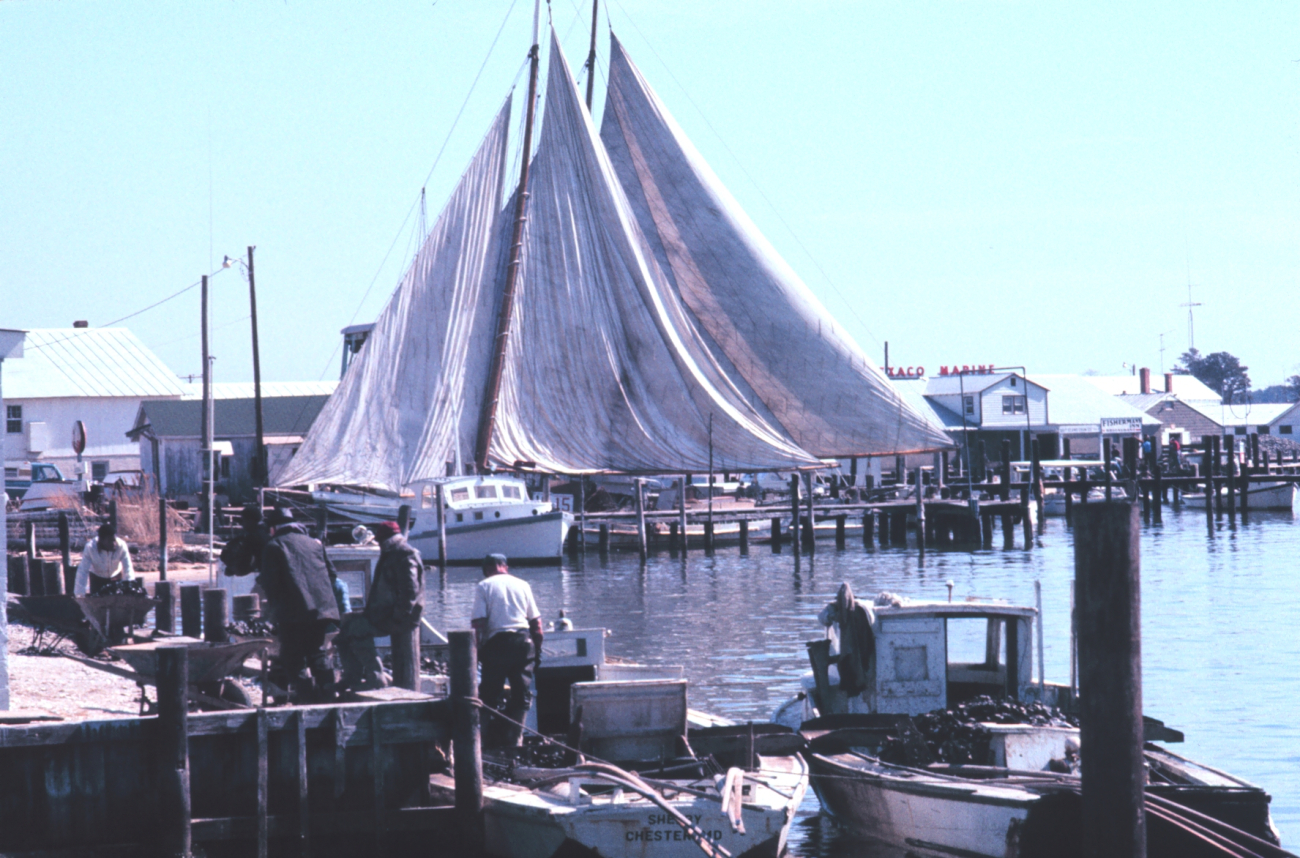 Sailing oyster dredgers drying their sails alongside the dock line1332.jpg Sailing oyster dredgers drying their sails alongside the dock