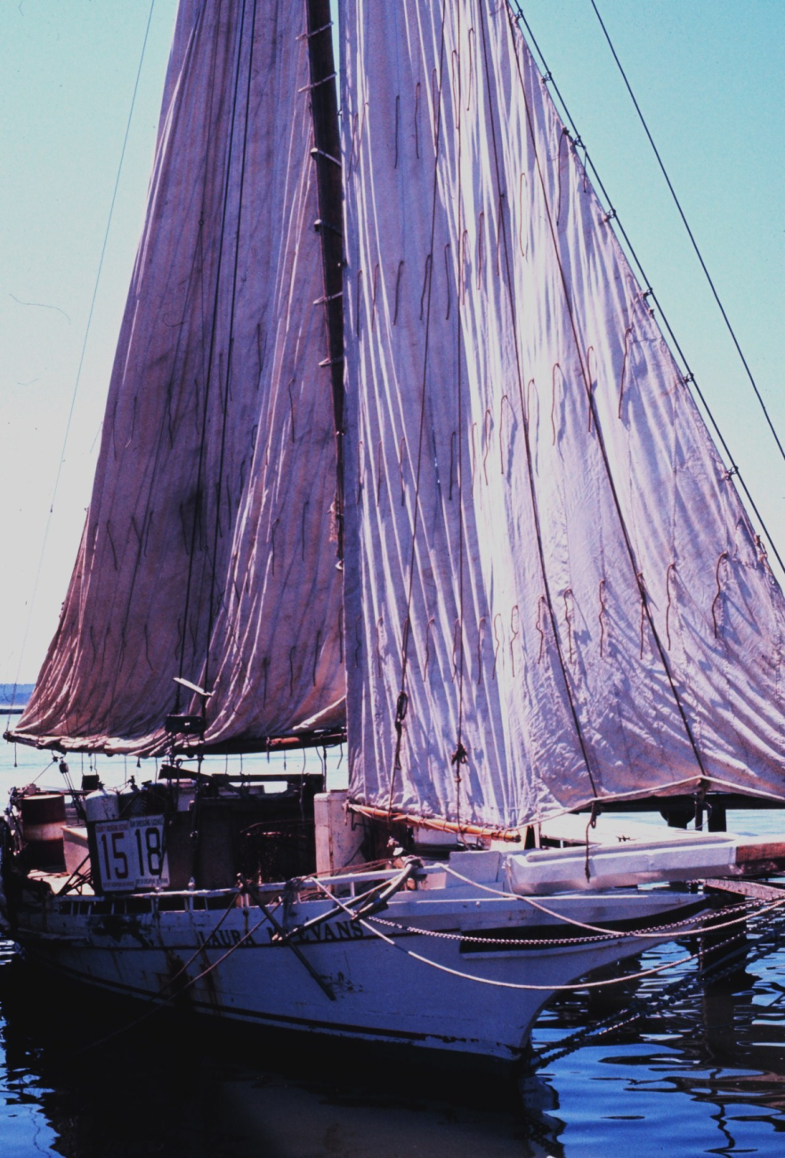 Sailing oyster dredgers drying their sails alongside the dock line1333.jpg Sailing oyster dredgers drying their sails alongside the dock