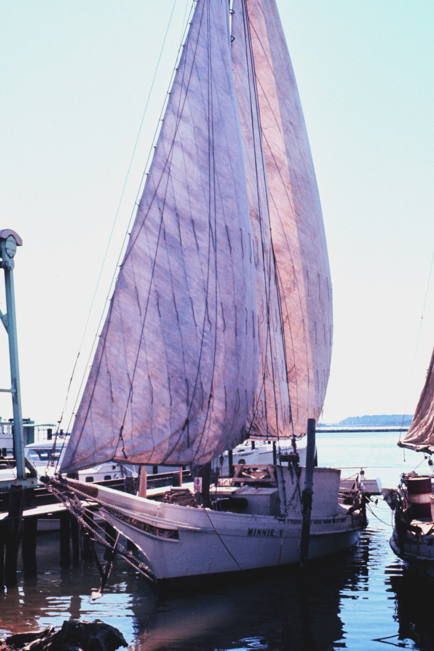 Sailing oyster dredgers drying their sails alongside the dock line1335.jpg Sailing oyster dredgers drying their sails alongside the dock