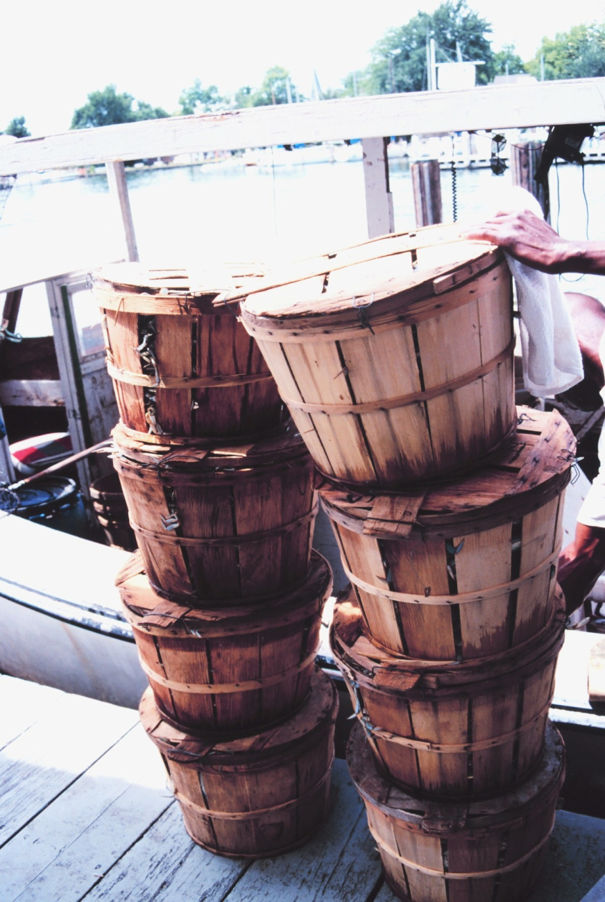 Bushels of blue crabs, bounty of the bay (Image credit: Mr. William Folsom) Bushels of blue crabs, bounty of the bay